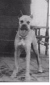Tex - the original Ranch dog
