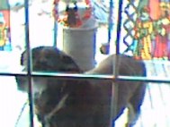 Silly Old Bear 1991-2001 RIP