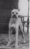 Tex - the original Ranch dog