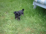 Lily Moe Monster thought she was a farm dog and now lives with a neighbor on a LOOOOONG leash!